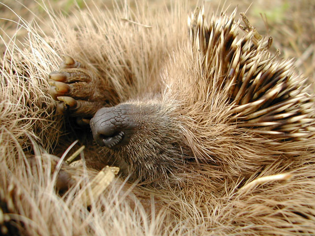 Non c'� riccio senza spine