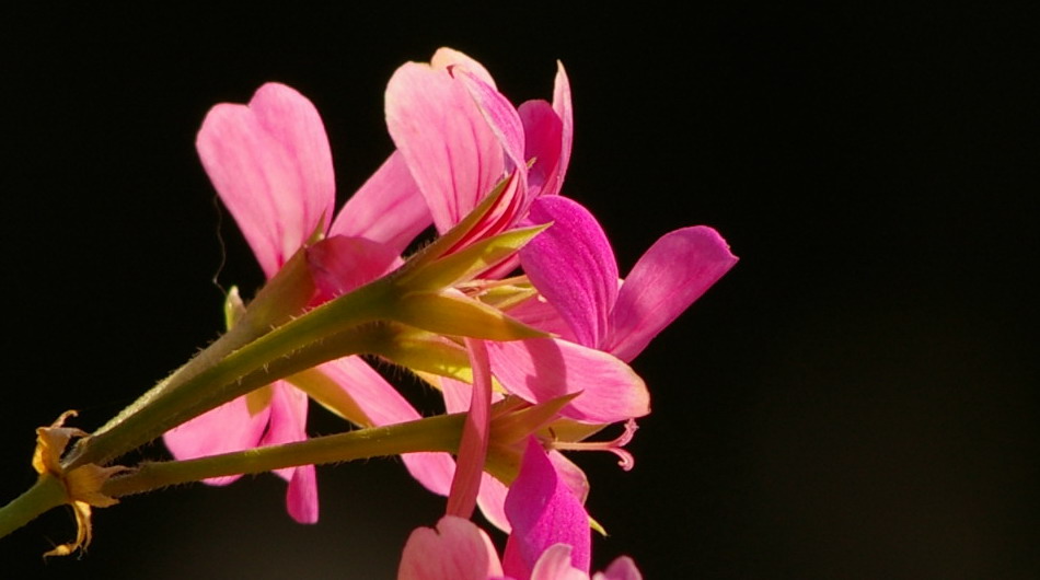 fiori rosa fiori di...