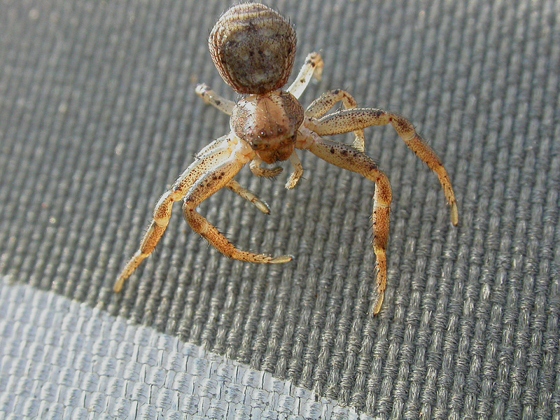 balla balla ballerino