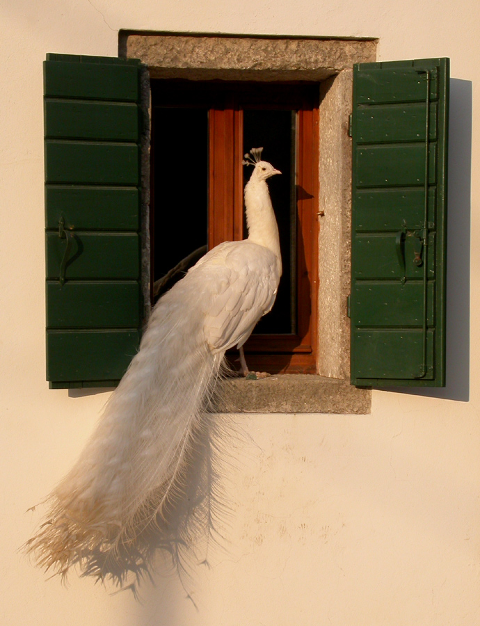 Un re... sulla finestra