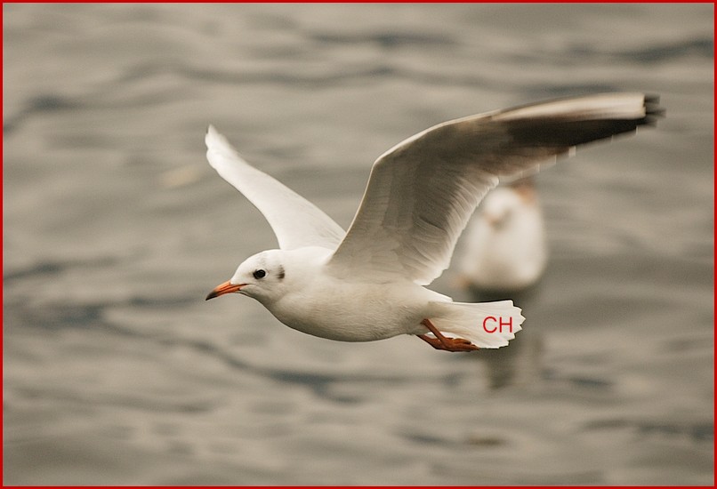 Un raro esemplare di gabbiano svizzero a Locarno