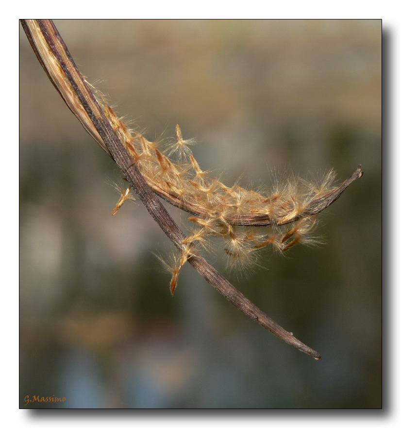 il vascello del calore