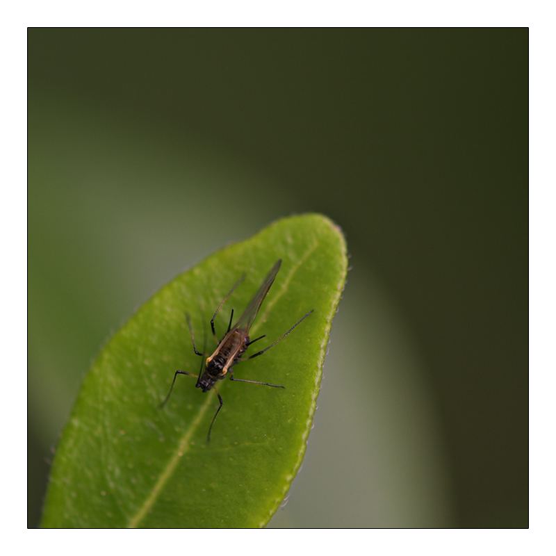 the green side of the moon