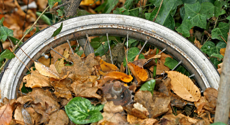 natura...e bici morta