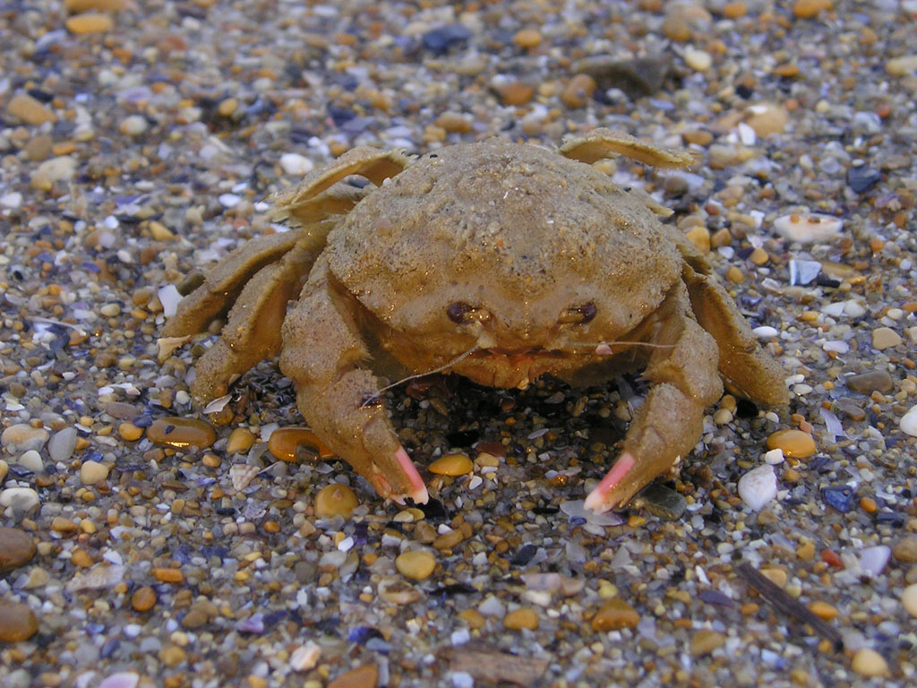 Ho preso un granchio!