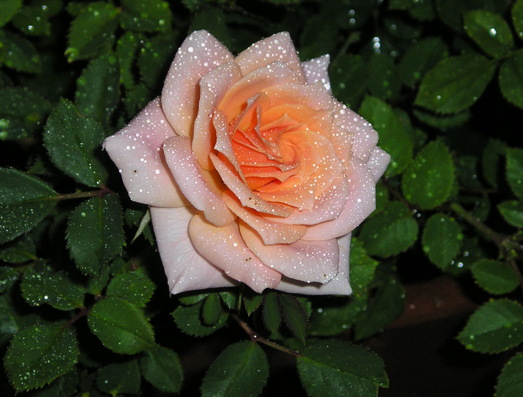 Rosa 1