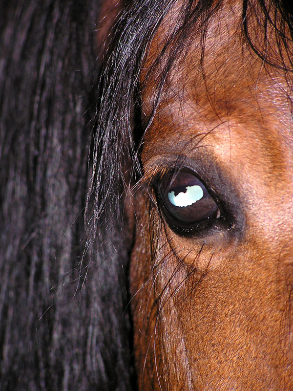 lo specchio dell'anima