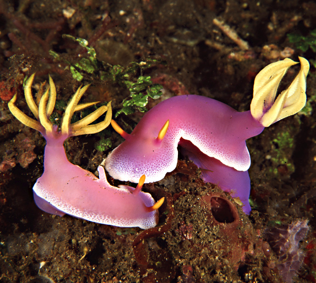 Hypselodoris bullockii