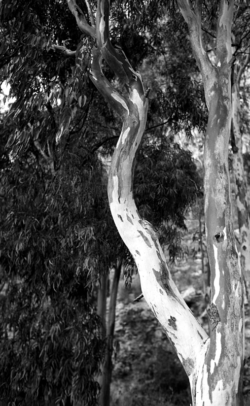 Scatto di prova EFKE25 - D-76 1+3 10 min.