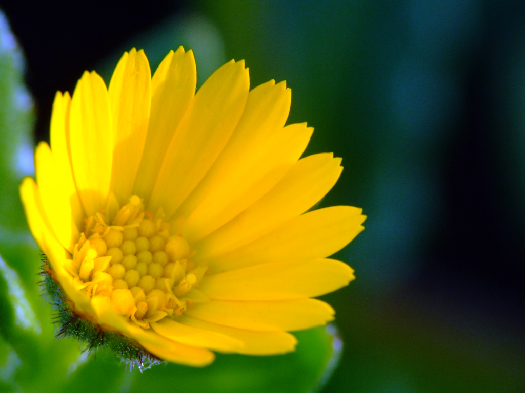 Daisy- dedicata al mio fidanzato....