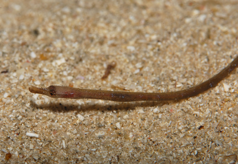 Uno spillo e non di pi�