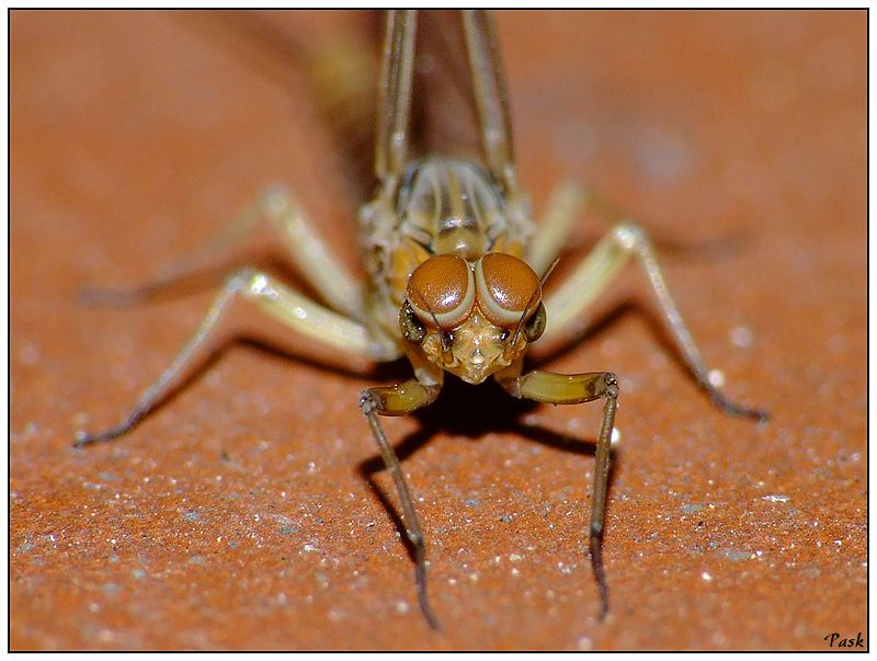 Che hai da guardare?