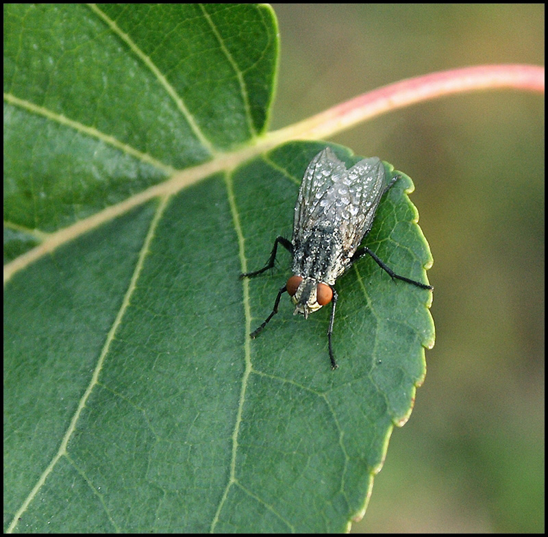 Brrr...Brrr... ma che freddo fa !!!