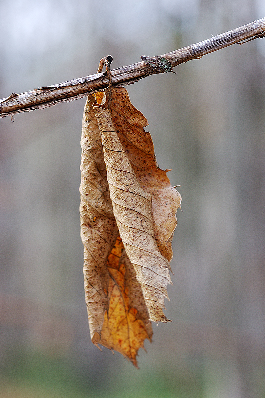 Abbracciami teneramente..(contest abbracci)