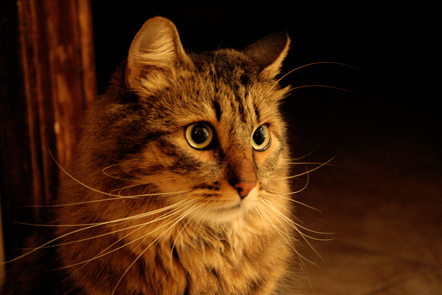 Dalla Siberia con furore... Katia!