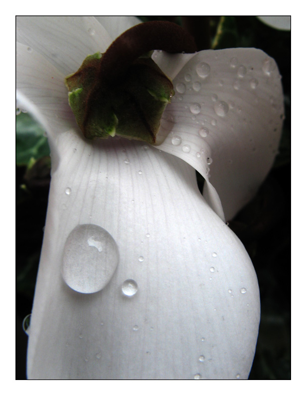 Dedicata a Francesco alias Arsasylum