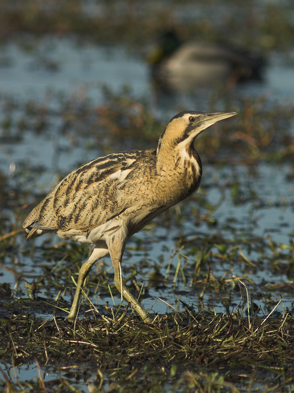 [Torrile 10/12/06] Tarabuso