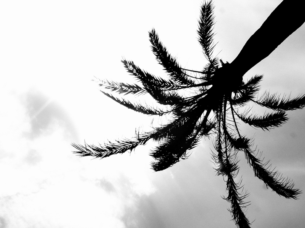 luce oltre la macchia