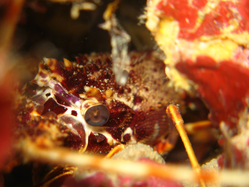 particolare di aragosta