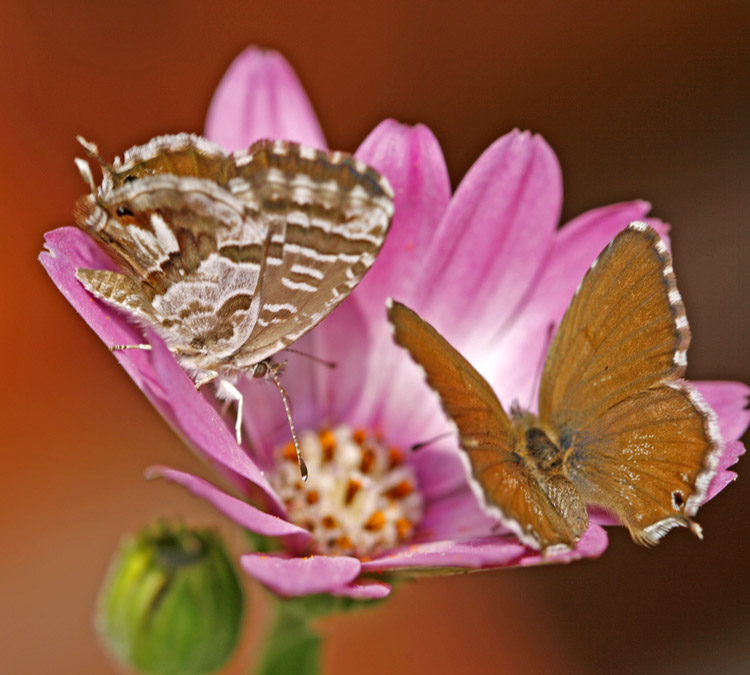 in due all' improvviso..