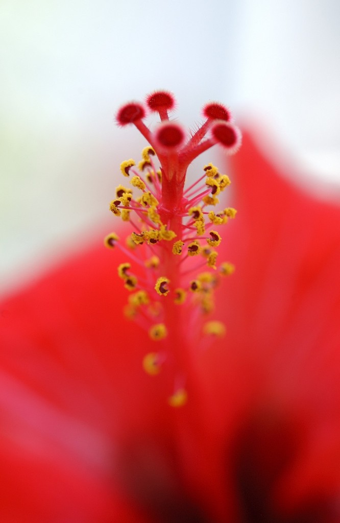 Hibiscus Fruit