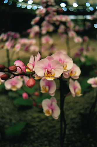Orchidea rosa e gialla