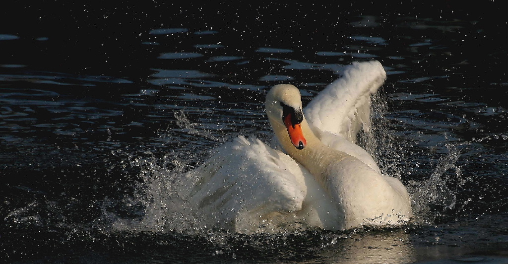 Schizzi nello stagno