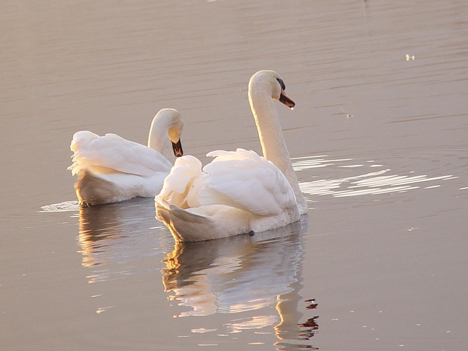 romantica ''passeggia'' sul lago di lecco