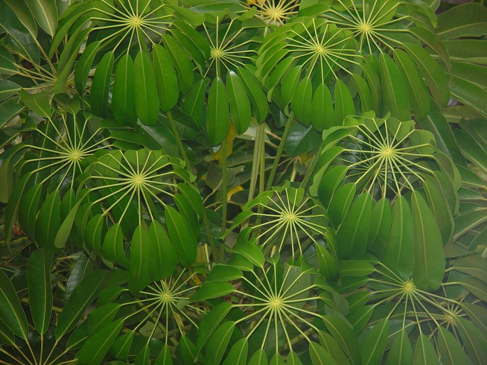 reverse - otla'llad emlap