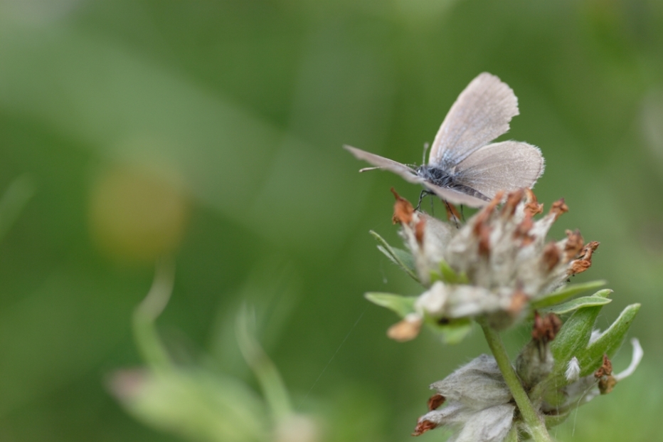 Farfalla...slanciata al decollo
