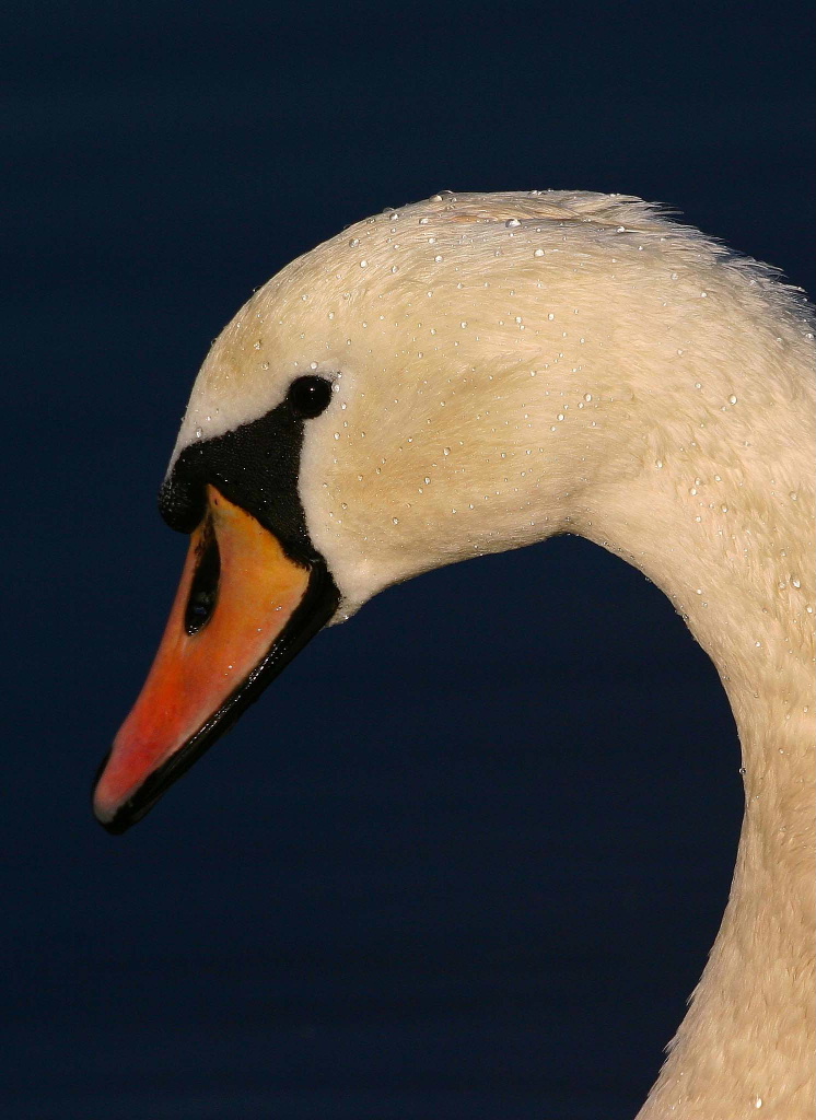 Coronato di ... perle