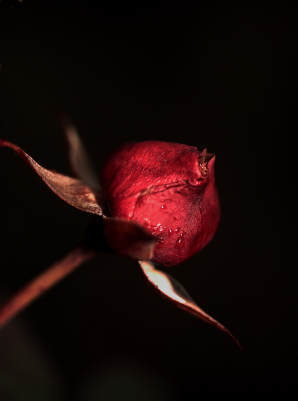 da grande sar� bellissima