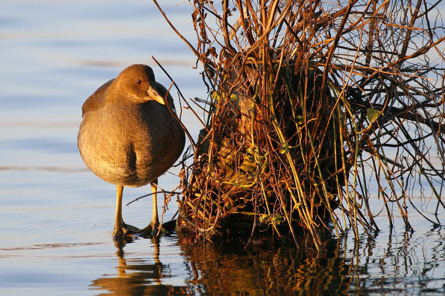 Gallinella al calar della sera ...