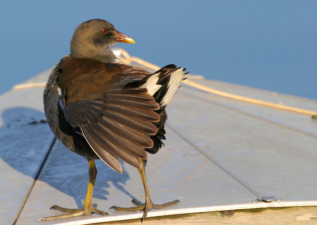 Gallinella....in barca