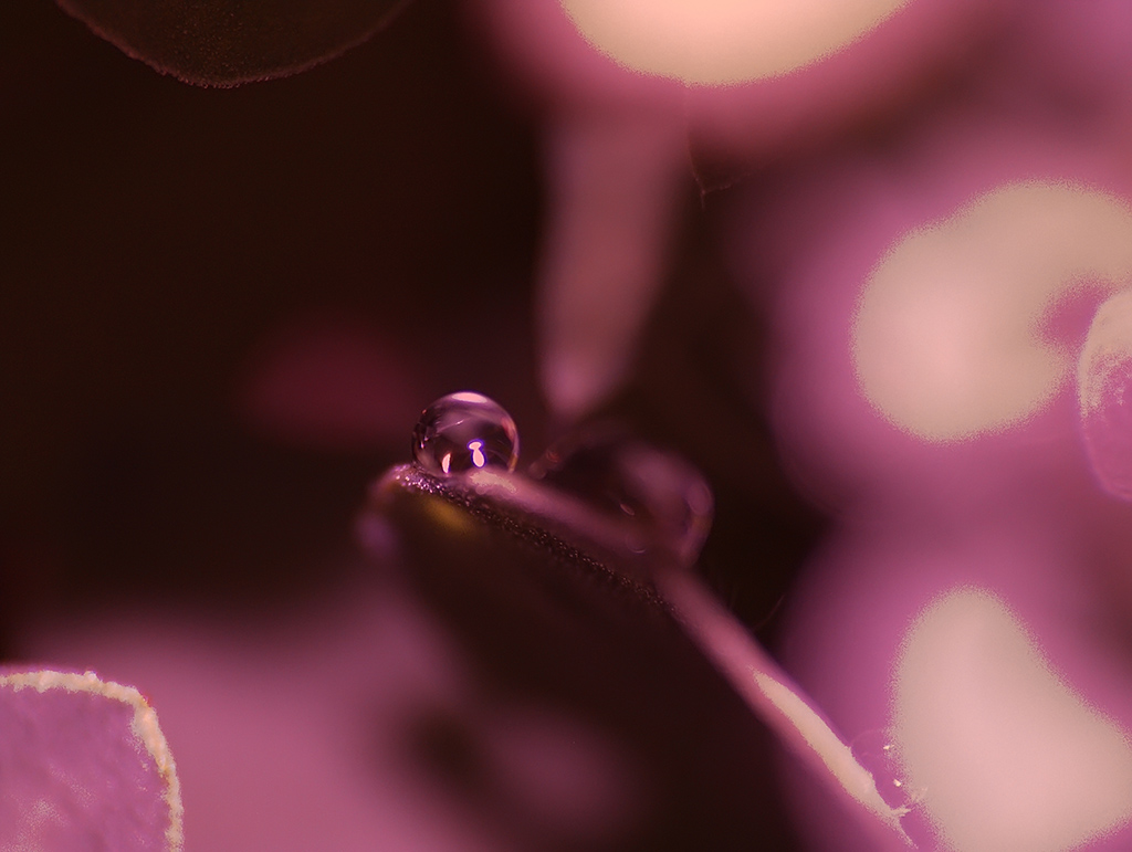 goccia, minuscola, foglia