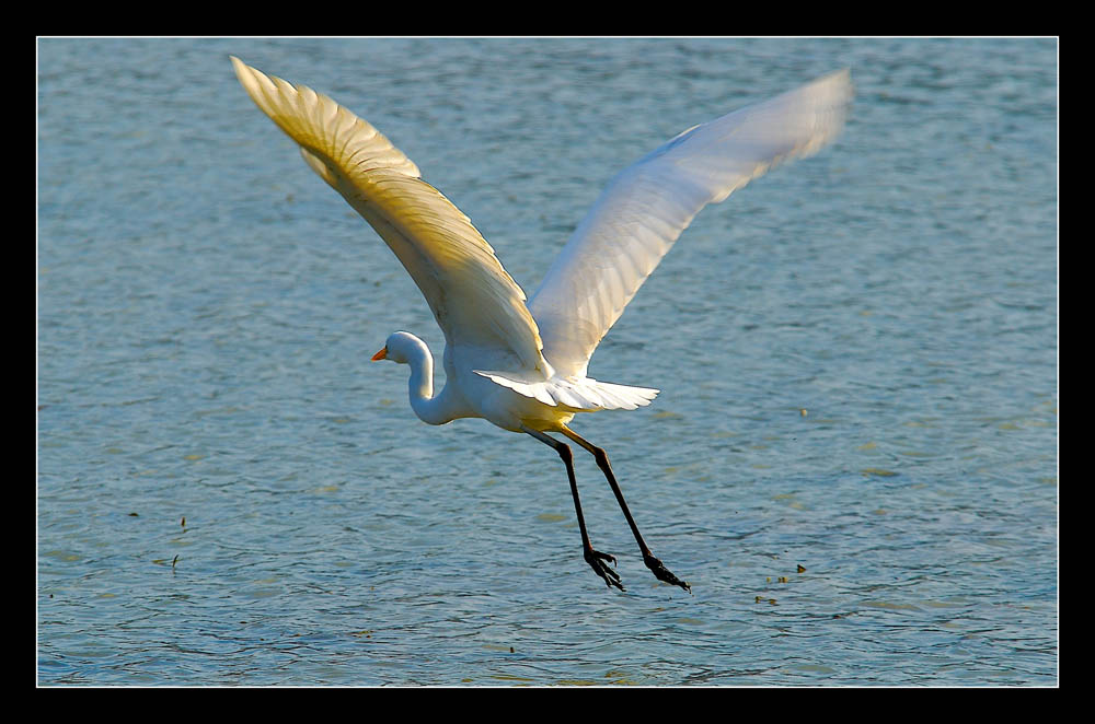 Airone bianco in volo