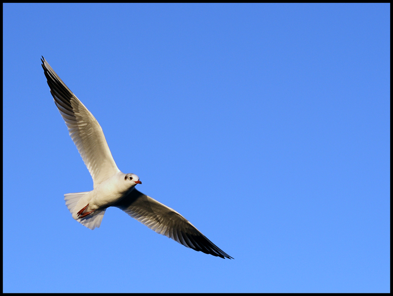 la mia "aquila reale" porta gli auguri di buone feste a voi tutti!