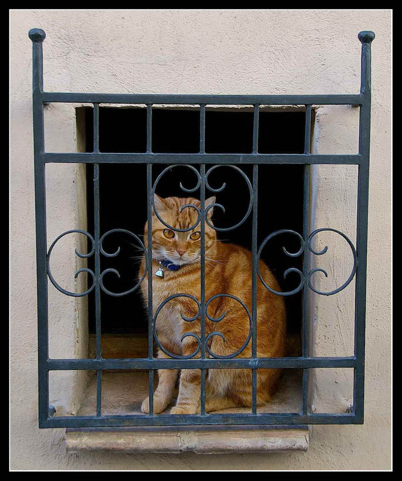 Gatto in prigione