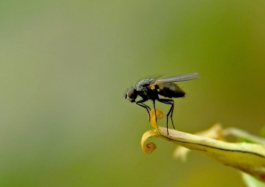Trampolino di lancio
