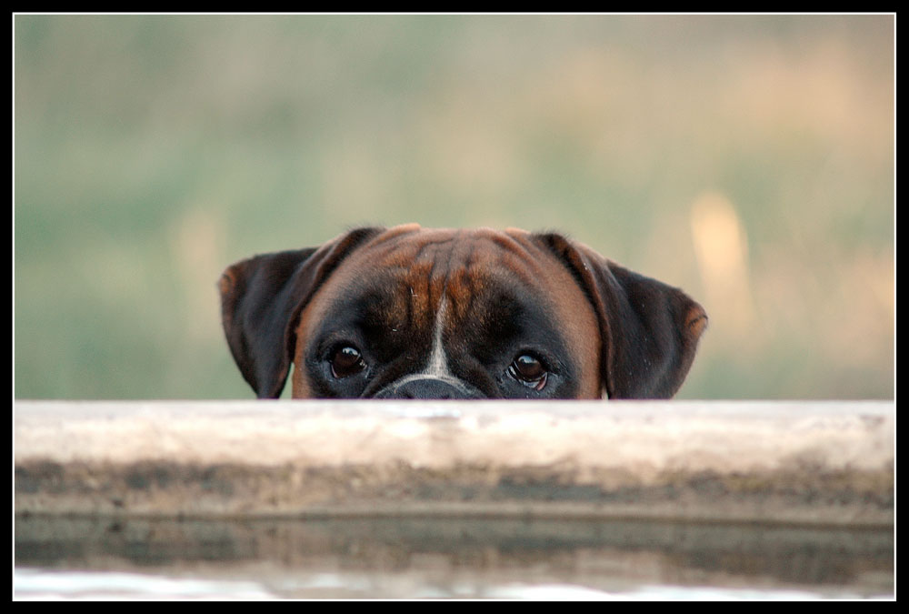 Ricordo del mio caro amico