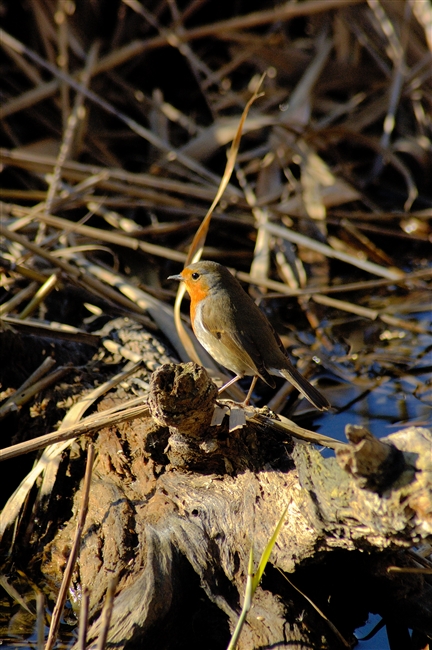 Pettirosso - Erithacus rubecula