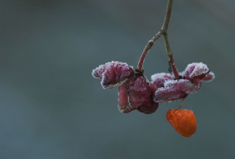 non ho saputo resistere