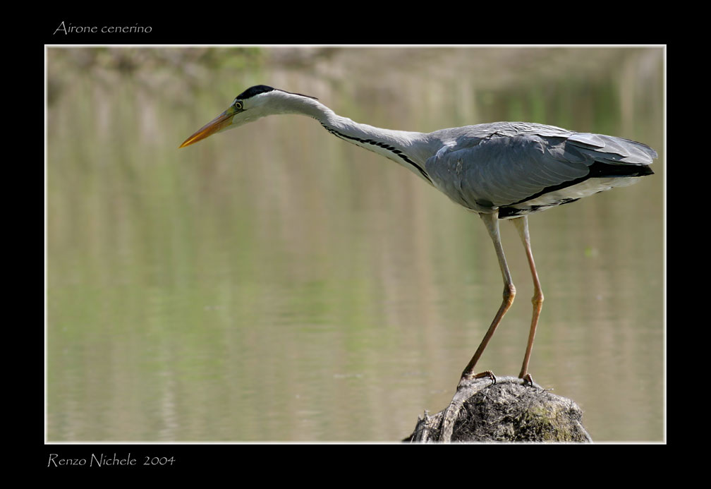 Renzo-Airone cenerino