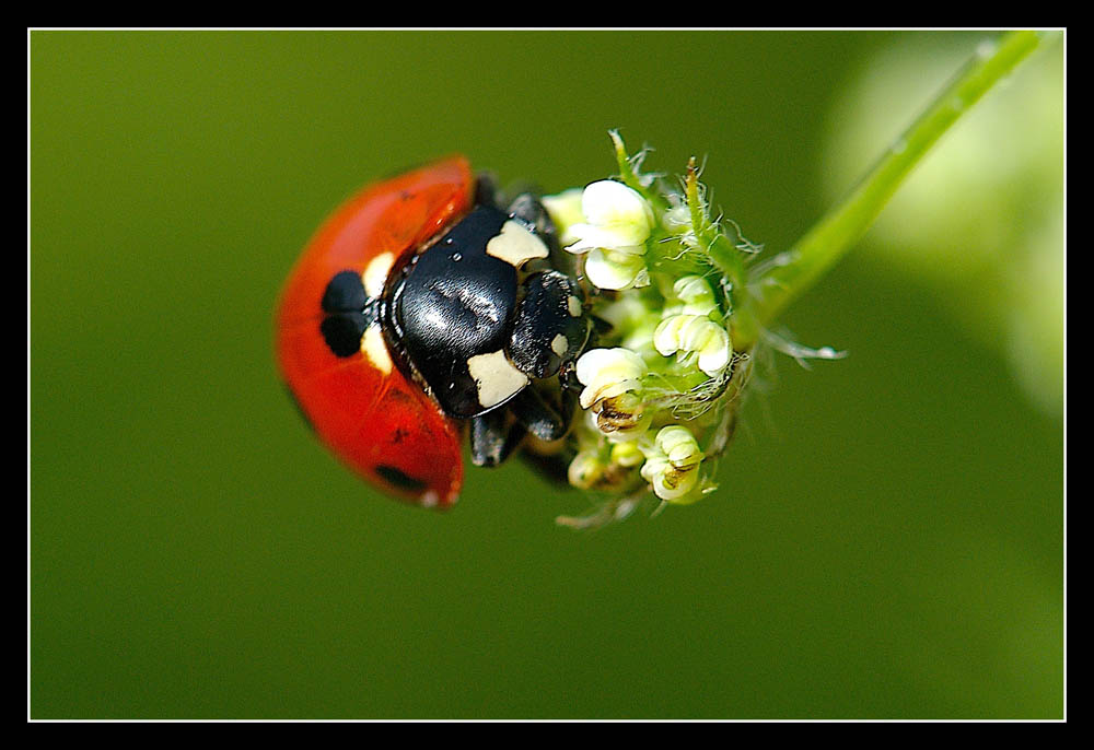 Coccinella