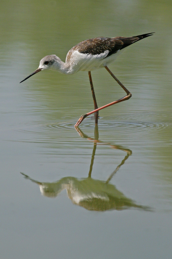 Cavaliere d' Italia ...