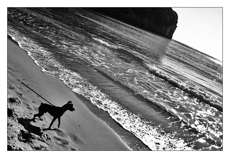 IL CANE E IL MARE
