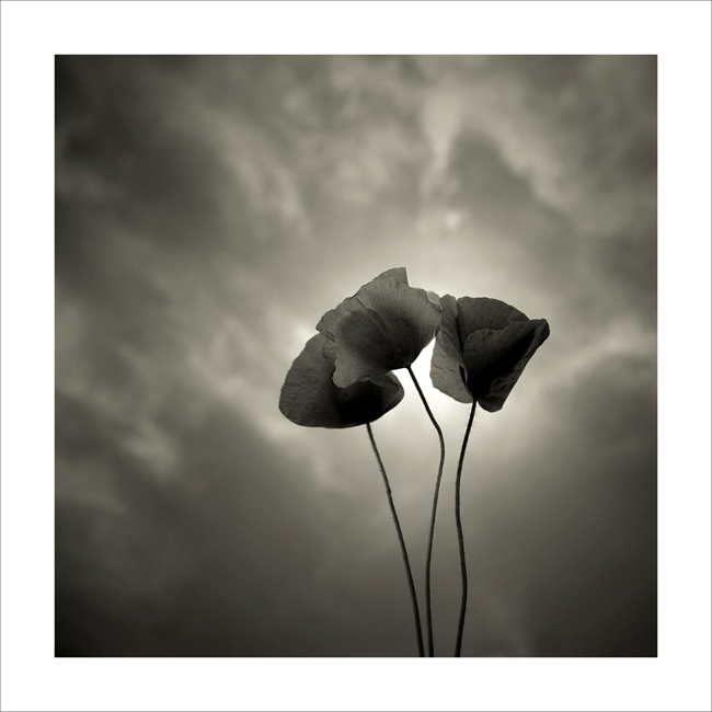 Papaveri, Studio 1, Calcinaia, 2006.