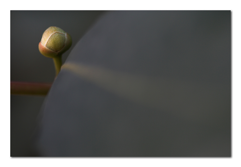 La luna tra le foglie