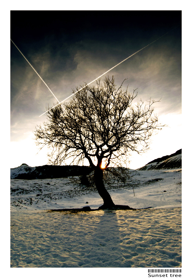 Sunset tree