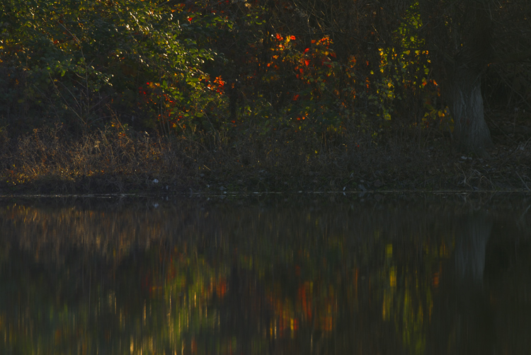 Ultimi colori d'autunno